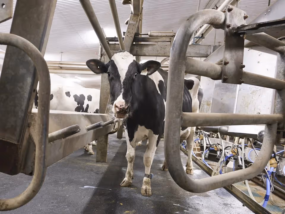Canada’s Dairy Trade Faces Fresh Liberalisation Debate
